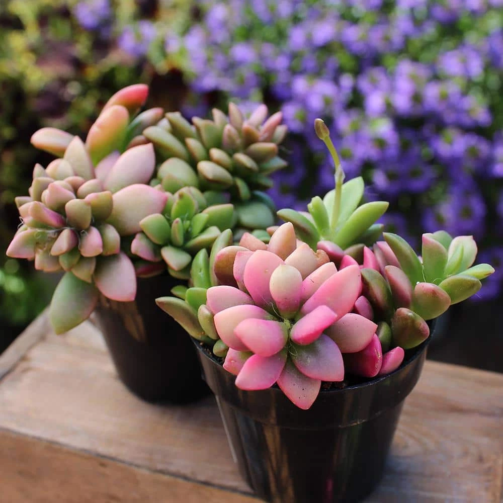 ALTMAN PLANTS 2.5 in. Mimicry Assorted Succulent Plants (4-Pack) - Image 5