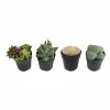 ALTMAN PLANTS 2.5 in. Mimicry Assorted Succulent Plants (4-Pack)