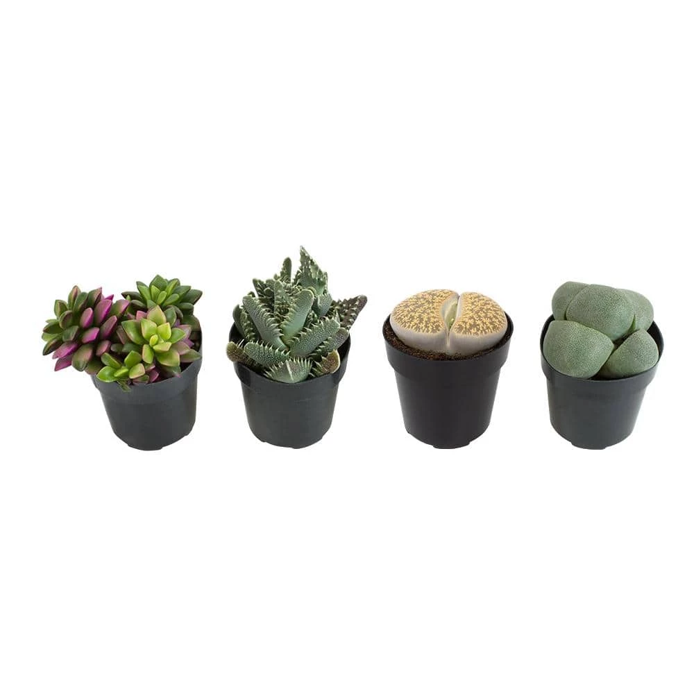 ALTMAN PLANTS 2.5 in. Mimicry Assorted Succulent Plants (4-Pack)