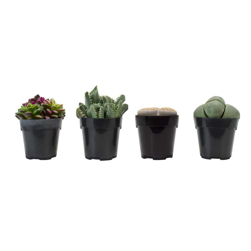 ALTMAN PLANTS 2.5 in. Mimicry Assorted Succulent Plants (4-Pack) - Image 2
