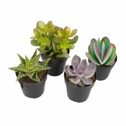 ALTMAN PLANTS 2.5 in. Assorted Succulents Plants (4-Pack)