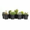 ALTMAN PLANTS 2.5 in. Cactus Collection Plant (8-Pack)