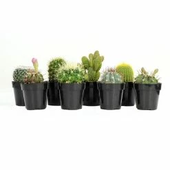 ALTMAN PLANTS 2.5 in. Cactus Collection Plant (8-Pack)