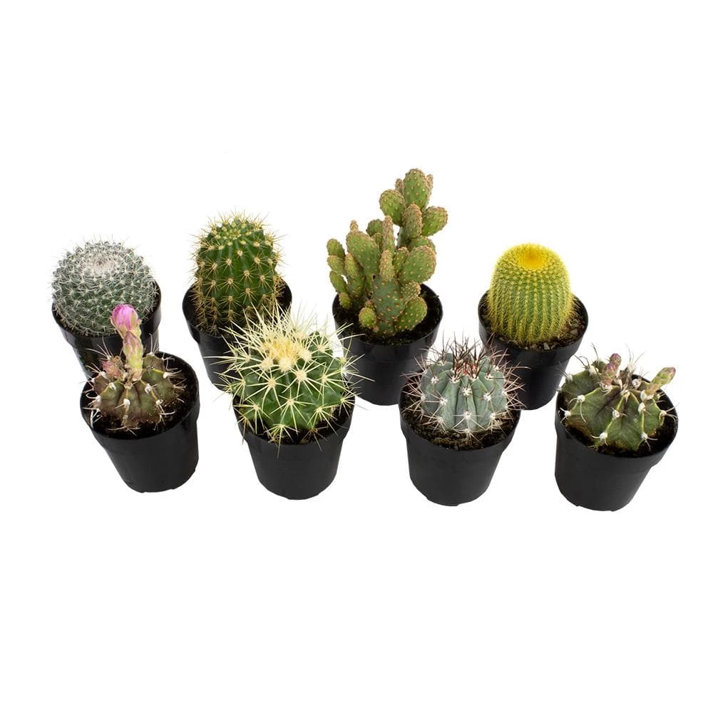 ALTMAN PLANTS 2.5 in. Cactus Collection Plant (8-Pack) - Image 2