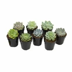 ALTMAN PLANTS 2.5 in. Echeveria Collection Plant (8-Pack)