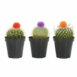 ALTMAN PLANTS 9 cm Cactus with Deco Flower Plant Collection (3-Pack)