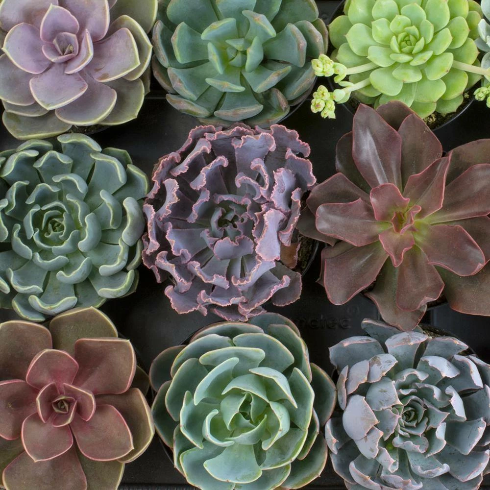 ALTMAN PLANTS 9 cm Echeveria Plant Assortment (6-Pack) - Image 4