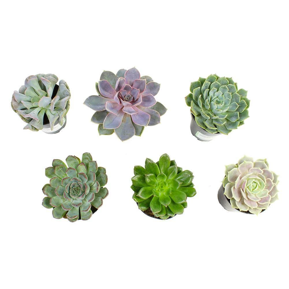 ALTMAN PLANTS 9 cm Echeveria Plant Assortment (6-Pack) - Image 3