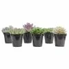 ALTMAN PLANTS 9 cm Echeveria Plant Assortment (6-Pack)