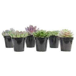 ALTMAN PLANTS 9 cm Echeveria Plant Assortment (6-Pack)