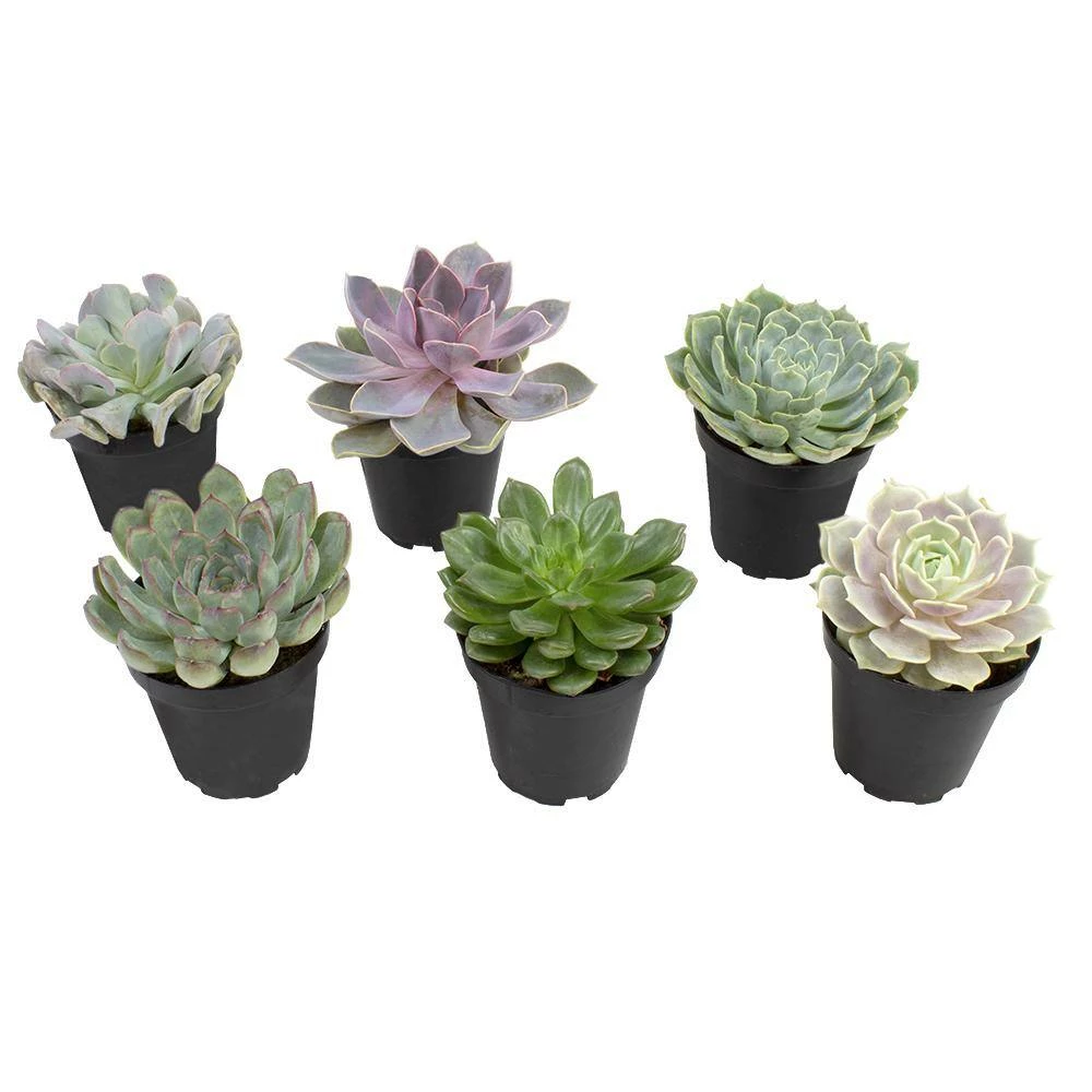ALTMAN PLANTS 9 cm Echeveria Plant Assortment (6-Pack) - Image 2