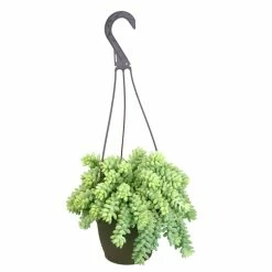 ALTMAN PLANTS 6 in. Sedum Burrito Hanging Basket Plant