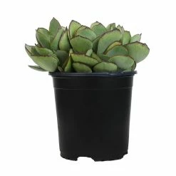 ALTMAN PLANTS 1 Gal. Cotyledon Mint Truffles Succulent Plant