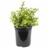 ALTMAN PLANTS 1 Gal. Portulacaria Afra Prostrata Succulent Plant