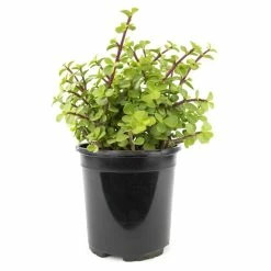 ALTMAN PLANTS 1 Gal. Portulacaria Afra Prostrata Succulent Plant