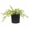 ALTMAN PLANTS 1 Gal. Portulacaria Afra Variegata Succulent Plant