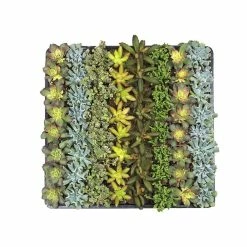 ALTMAN PLANTS 2 in. Mini Succulent Plants Collection (64-Pack)
