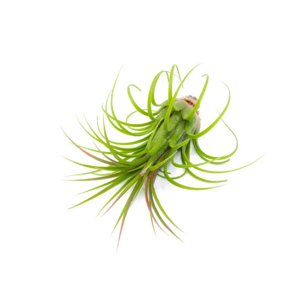 ALTMAN PLANTS Air Plants Large Tillandsia Lonantha (10-Pack) - Image 3
