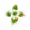 ALTMAN PLANTS Air Plants Large Tillandsia Lonantha (10-Pack)