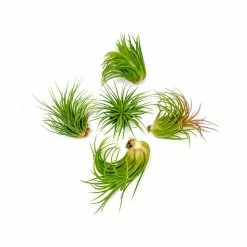 ALTMAN PLANTS Air Plants Large Tillandsia Lonantha (10-Pack)