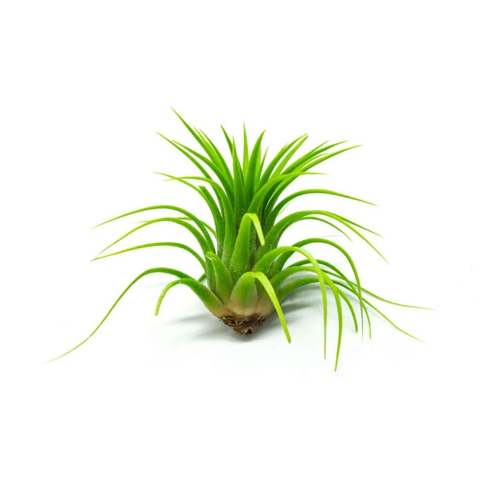 ALTMAN PLANTS Air Plants Large Tillandsia Lonantha (10-Pack) - Image 2