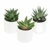 ALTMAN PLANTS 3Pk 2.5 in. Lolite Haworthia and Gasteria Succulents in Matte White Cylindrical Decco Pot