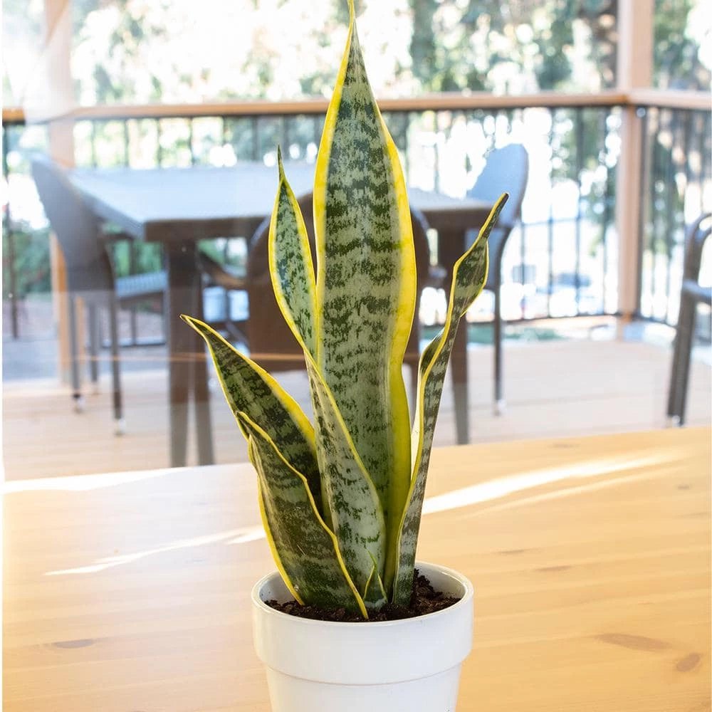 ALTMAN PLANTS 4 in. Sansevieria Laurentii in Hudson Pot - Image 3
