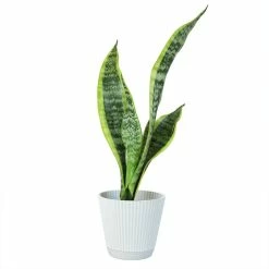 ALTMAN PLANTS 4 in. Sansevieria Laurentii in Hudson Pot