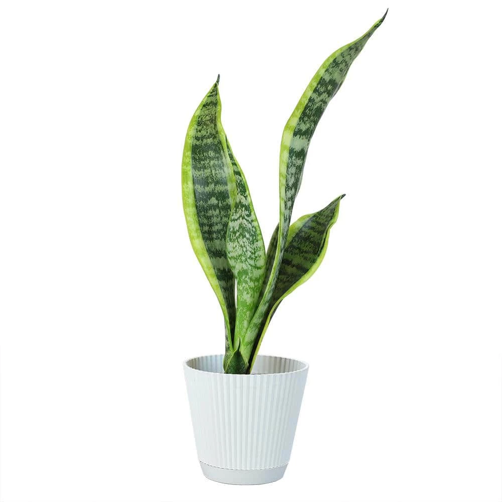 ALTMAN PLANTS 4 in. Sansevieria Laurentii in Hudson Pot