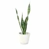 ALTMAN PLANTS Sansevieria Zeylanica in 4 in. Hudson Pot