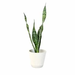 ALTMAN PLANTS Sansevieria Zeylanica in 4 in. Hudson Pot