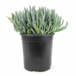 ALTMAN PLANTS 1 Gal. Senecio Mandraliscae Blue Chalk Sticks in Grow Pot Single