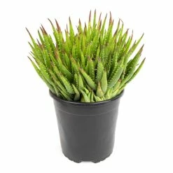 ALTMAN PLANTS 1 Gal. Aloe Crosby's Prolific - Single