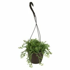 ALTMAN PLANTS 6 in. Assorted Bananas Senecio Radican Hanging Basket Plant