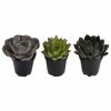 ALTMAN PLANTS 9 cm. Assorted Desert Rose Echeveria Succulent Plant (3-Pack)