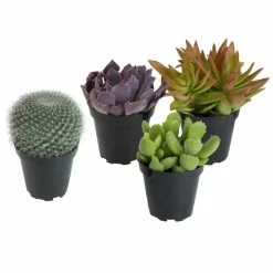 ALTMAN PLANTS 3.5 in. Assorted Cactus and Succulent Plants (3-Pack + 1 Free)