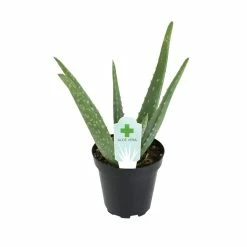 ALTMAN PLANTS 3.5 in. Aloe Vera Plant