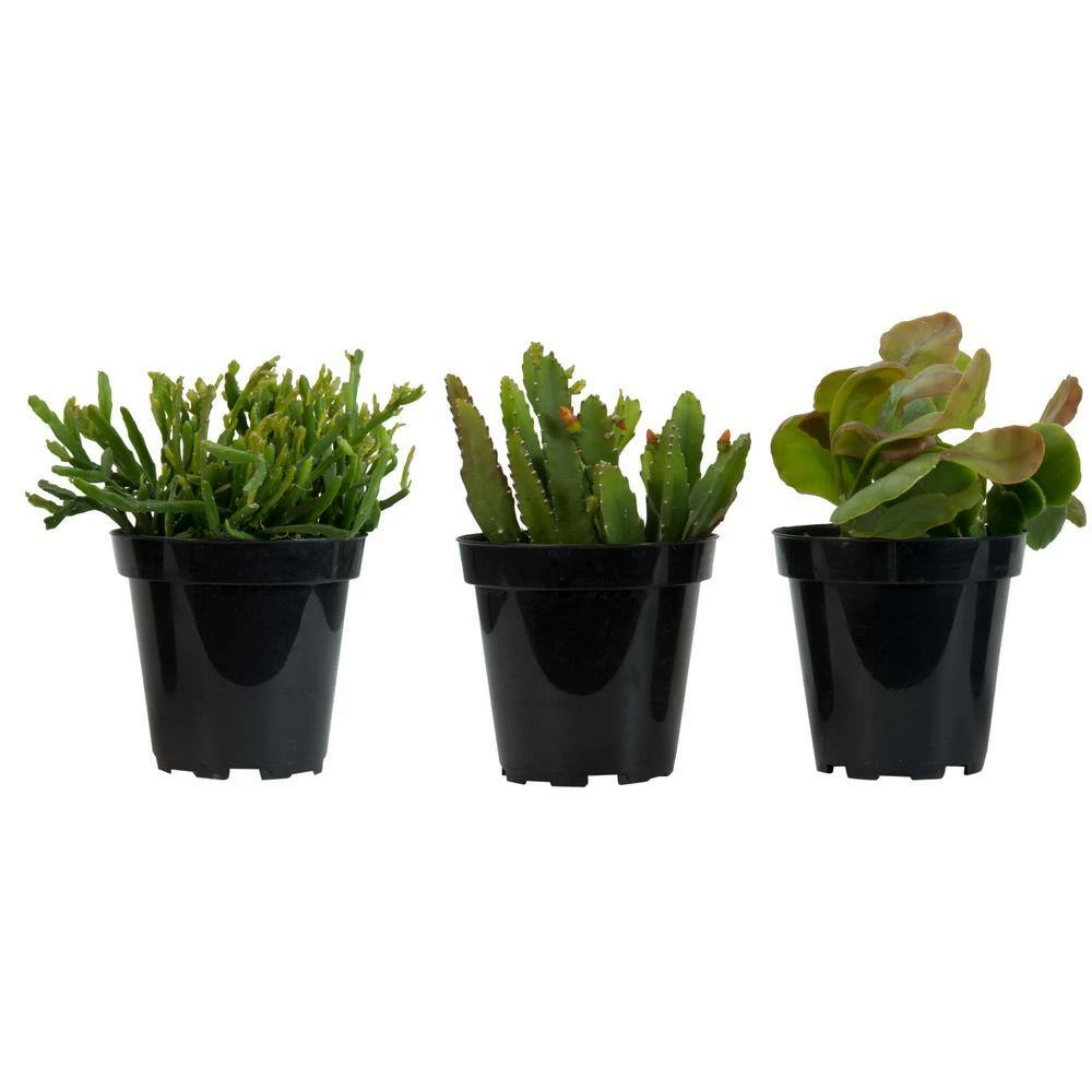 ALTMAN PLANTS 3.5 in. Rhipsalis Jungle Cactus Plant (3-Pack) - Image 3
