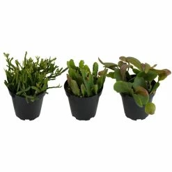 ALTMAN PLANTS 3.5 in. Rhipsalis Jungle Cactus Plant (3-Pack)