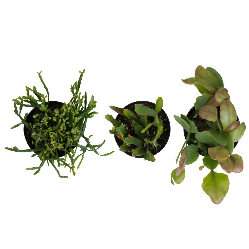 ALTMAN PLANTS 3.5 in. Rhipsalis Jungle Cactus Plant (3-Pack) - Image 2
