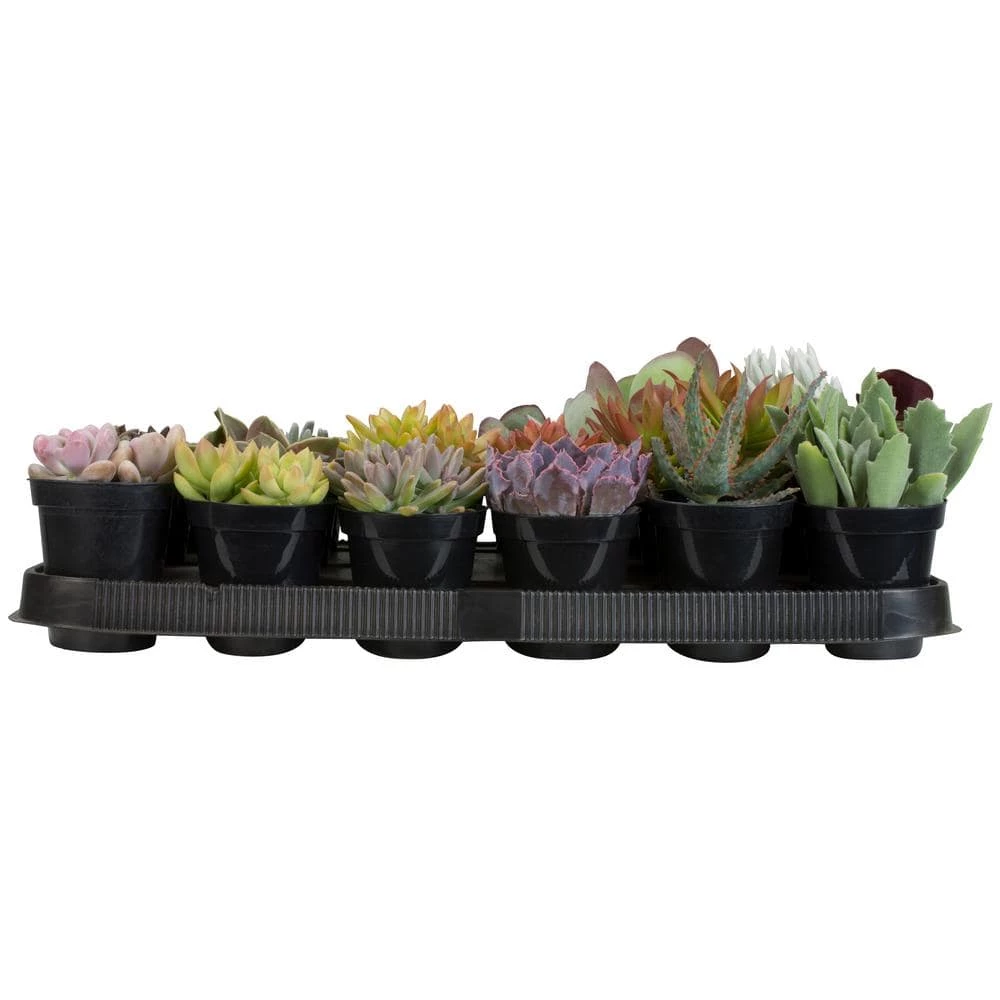 ALTMAN PLANTS 9 cm Succulent Assortment Plant (18-Pack) - Image 3