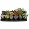ALTMAN PLANTS 9 cm Succulent Assortment Plant (18-Pack)