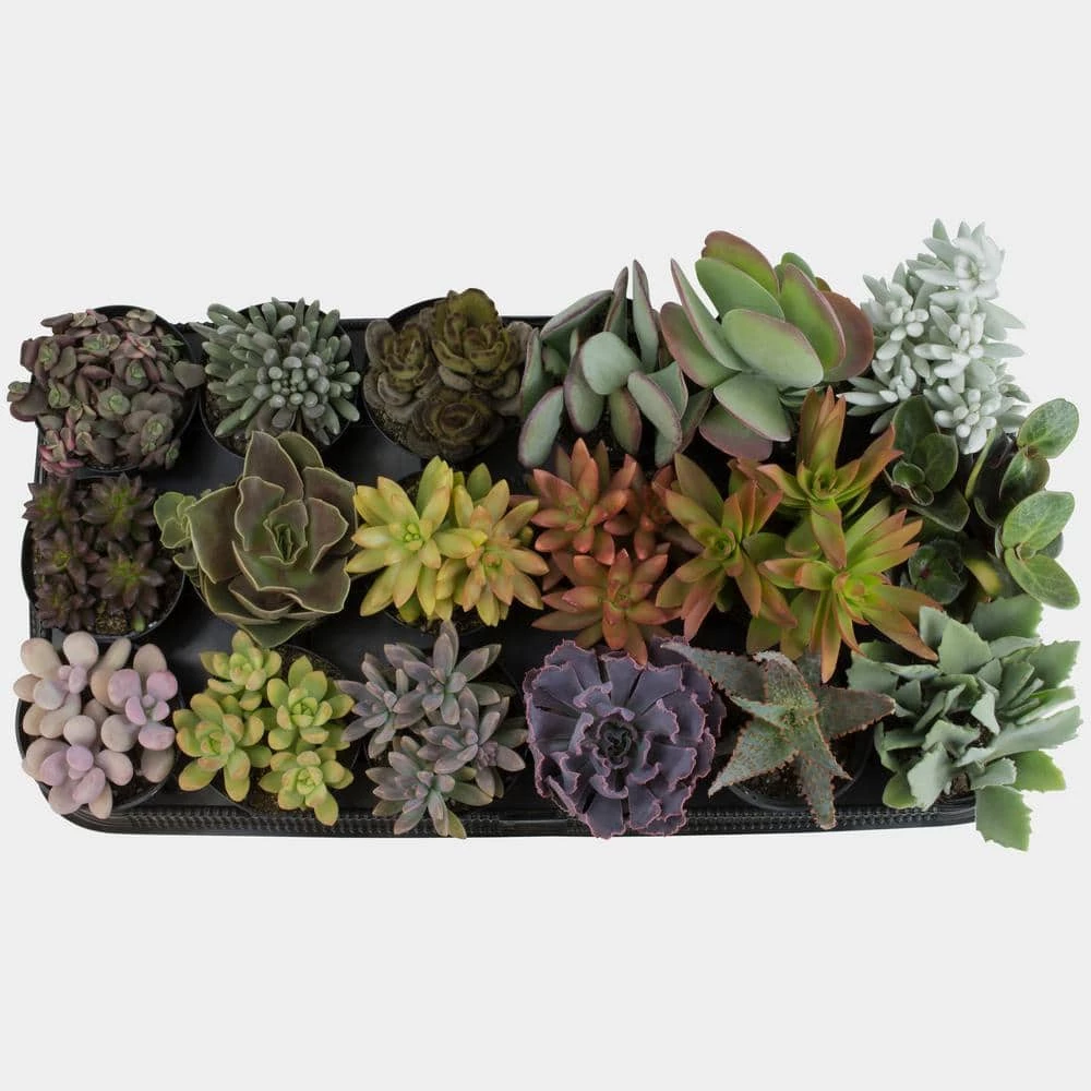 ALTMAN PLANTS 9 cm Succulent Assortment Plant (18-Pack) - Image 2
