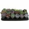 ALTMAN PLANTS 9 cm Echeveria Plant (18-Pack)