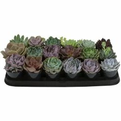 ALTMAN PLANTS 9 cm Echeveria Plant (18-Pack)