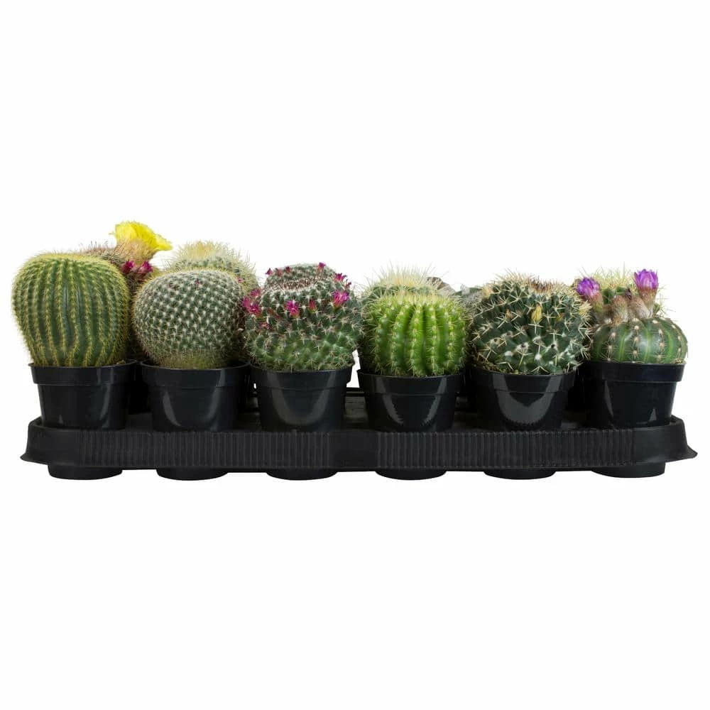 ALTMAN PLANTS 9 cm Cactus Assortment Plant (18-Pack) - Image 3