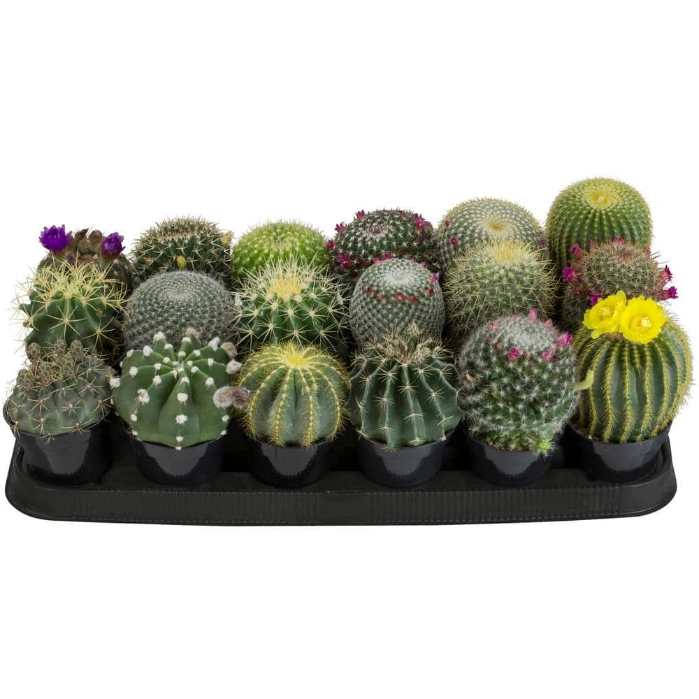 ALTMAN PLANTS 9 cm Cactus Assortment Plant (18-Pack)