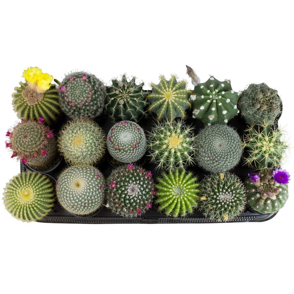 ALTMAN PLANTS 9 cm Cactus Assortment Plant (18-Pack) - Image 2