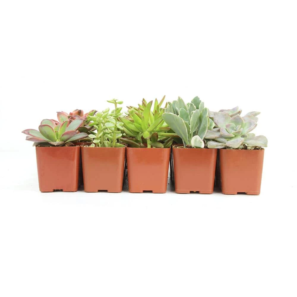 ALTMAN PLANTS 2 in. Assorted Mini Succulent (20-Pack) - Image 4