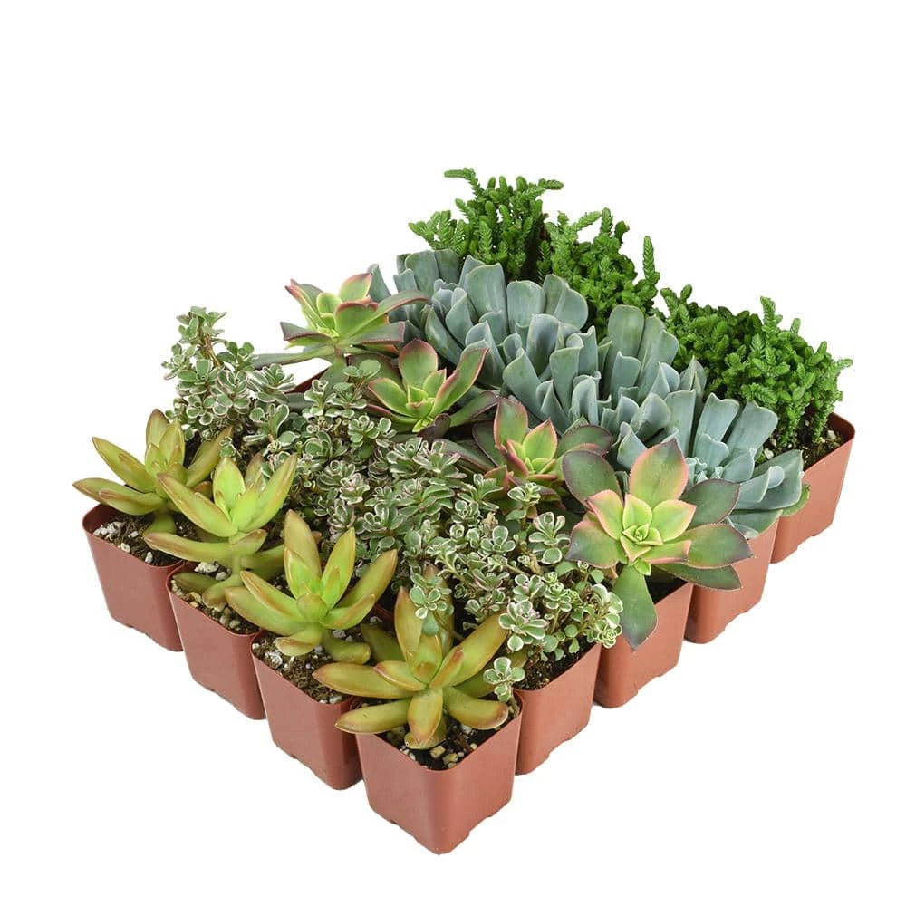 ALTMAN PLANTS 2 in. Assorted Mini Succulent (20-Pack) - Image 3
